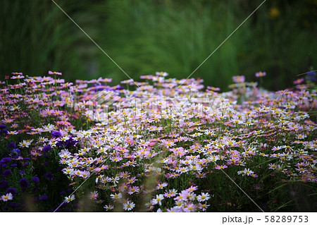 秋 木 造園 58289753