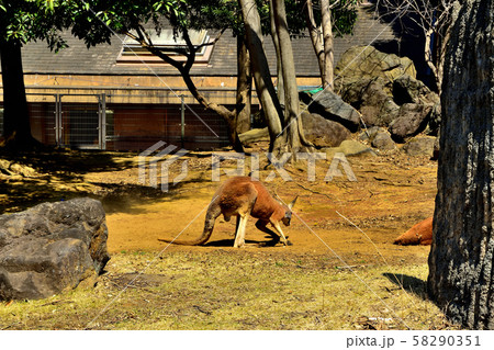 横浜ズーラシア動物園アカカンガルー 横浜ズーラシア動物園アカカンガルー 58290351