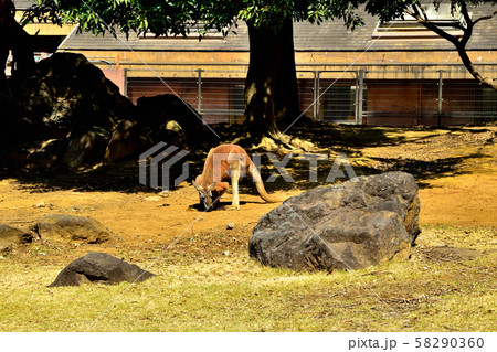 横浜ズーラシア動物園アカカンガルー 横浜ズーラシア動物園アカカンガルー 58290360