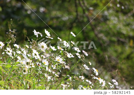 寺院 仏教 野生の花 58292145