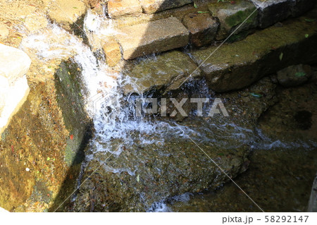 寺院 仏教 野生の花 58292147