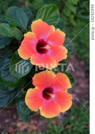 Two beautiful hibiscus flowers. Flowers close-up. 58292999