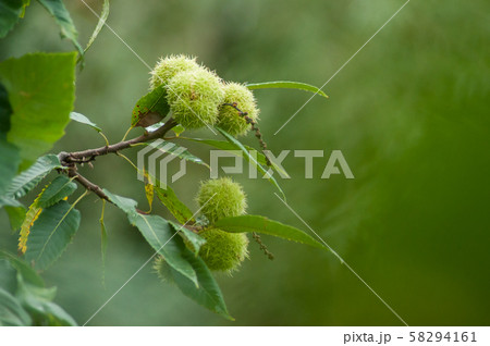 Closeup of chestnut fruits in branch Closeup of chestnut fruits in branch 58294161