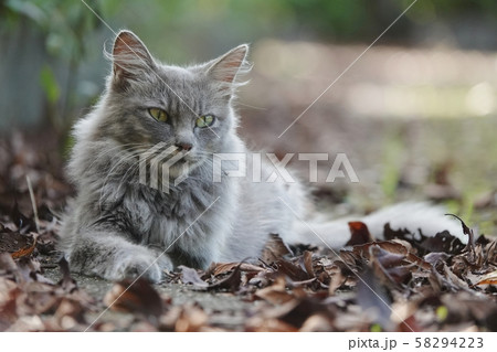 ノラ猫 ノラ猫 58294223