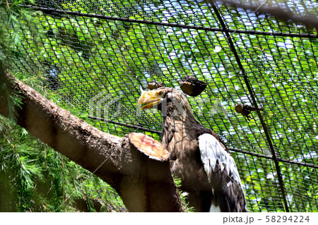 横浜ズーラシア動物園オオワシ 横浜ズーラシア動物園オオワシ 58294224