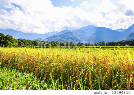 【山梨県】甲斐駒ヶ岳と秋の田園風景 【山梨県】甲斐駒ヶ岳と秋の田園風景 58294316