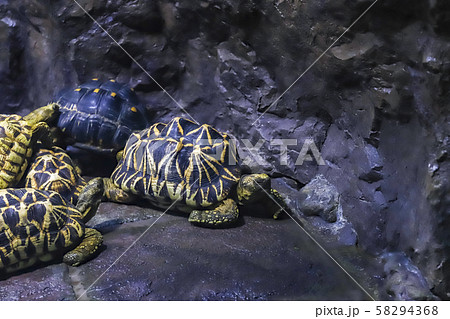 ビルマホシガメとホウシャガメ 58294368