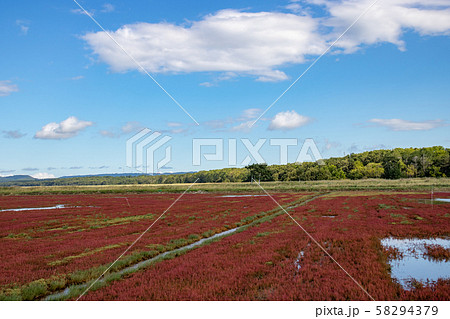 サンゴ草 サンゴ草 58294379