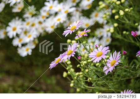 花 菊 自然 58294795