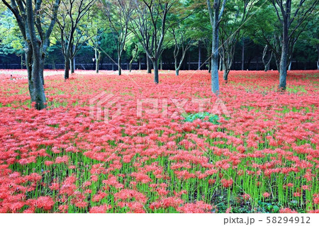 ブルガプサ 花 コトムルト 58294912