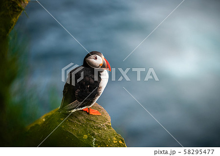 Wild Atlantic puffin seabird in the auk family. 58295477