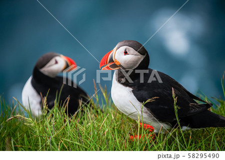 Wild Atlantic puffin seabird in the auk family.の写真素材 [58295490] - PIXTA