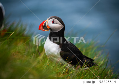 Wild Atlantic puffin seabird in the auk family. 58295514
