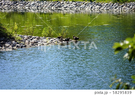 大阪　高槻　今城塚古墳　方墳部の壕とカモ 58295839