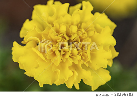 満開 華 植物 黄色 満開 華 植物 黄色 58296382