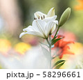 百合の花 58296661