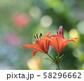 百合の花 58296662