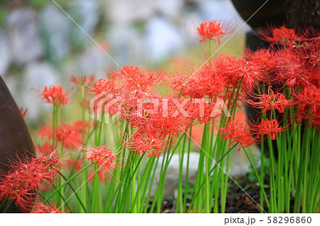 ヨンチョンサ コトムルト 花 58296860