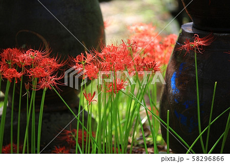 ヨンチョンサ コトムルト 花 58296866