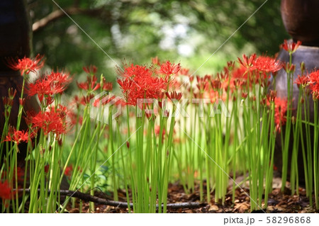 ヨンチョンサ コトムルト 花 58296868