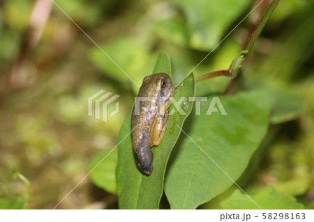 モリアオガエル幼体 58298163