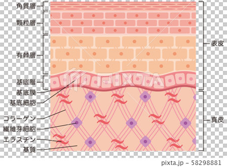 Structure of skin Skin view Cross section Structure of skin Skin view Cross section 58298881