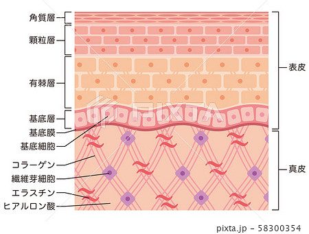 皮膚の構造 肌図 断面図のイラスト素材