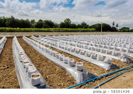 Row of Coconut coir in nursery white bag for farm with fertigation , irrigation system to be used for growing strawberries. Row of Coconut coir in nursery white bag for farm with fertigation , irrigation system to be used for growing strawberries. 58301436