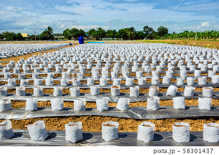 Row of Coconut coir in nursery white bag for farm with fertigation , irrigation system to be used for growing strawberries. Row of Coconut coir in nursery white bag for farm with fertigation , irrigation system to be used for growing strawberries. 58301437