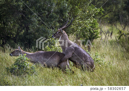 Common Waterbuck in Kruger National park, South Common Waterbuck in Kruger National park, South 58302657