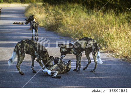 African wild dog in Kruger National park, South African wild dog in Kruger National park, South 58302681
