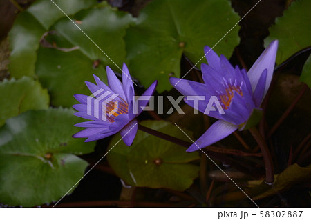 睡蓮 睡蓮 58302887