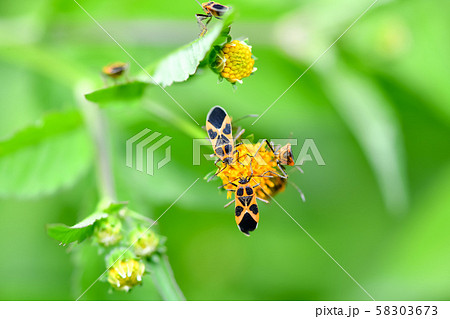 ヒメジュウジナガカメムシ ヒメジュウジナガカメムシ 58303673
