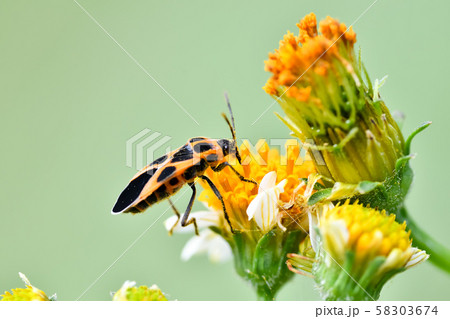 ヒメジュウジナガカメムシ ヒメジュウジナガカメムシ 58303674