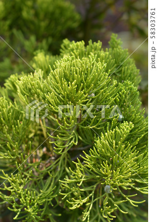 Chinese juniper Kaizuka Chinese juniper Kaizuka 58303761