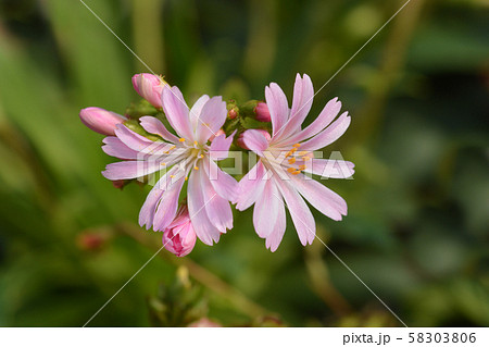Siskiyou lewisia 58303806