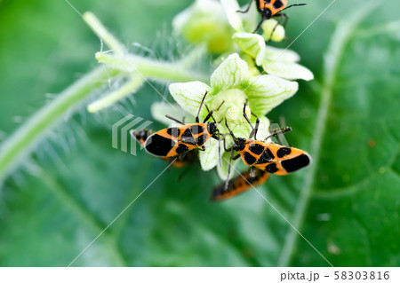 ヒメジュウジナガカメムシ ヒメジュウジナガカメムシ 58303816