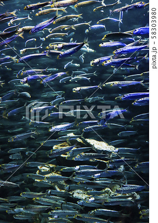 マイワシの群泳 マイワシの群泳 58303980