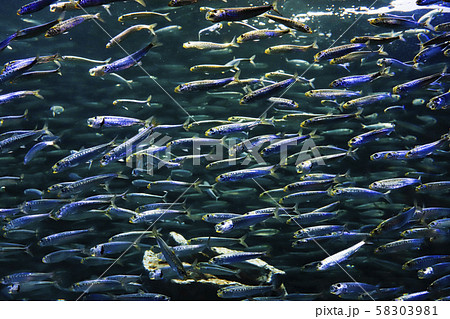 マイワシの群泳 58303981