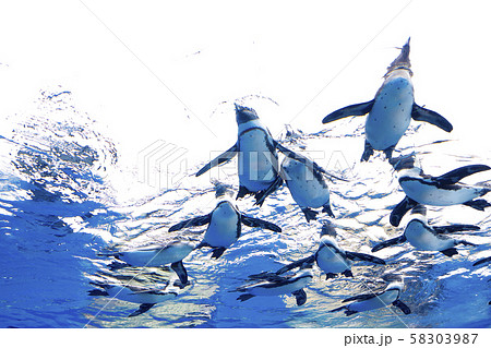 天空のペンギン 天空のペンギン 58303987