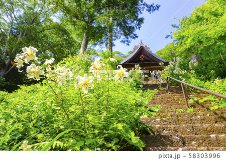 【山梨県】海岸寺観音堂とヤマユリの花 【山梨県】海岸寺観音堂とヤマユリの花 58303996
