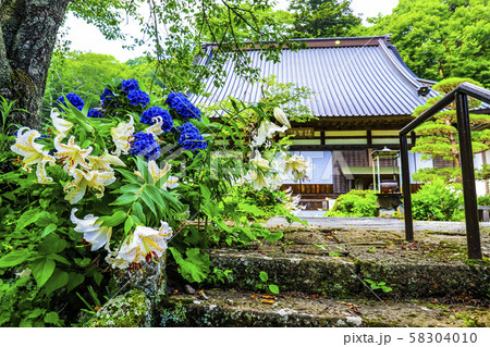 【山梨県】初夏の海岸寺本堂とヤマユリ・アジサイ 58304010