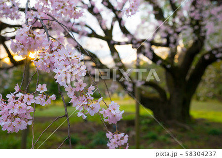 六義園 しだれ桜 （東京都文京区） 2018年3月 58304237
