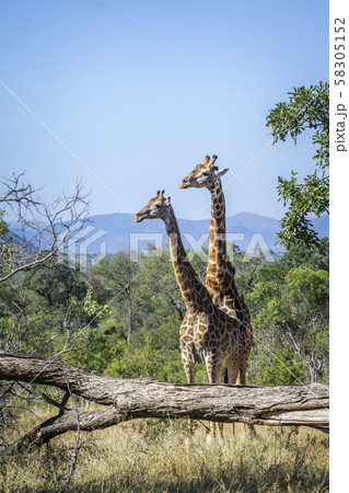 Giraffe in Kruger National park, South Africa 58305152