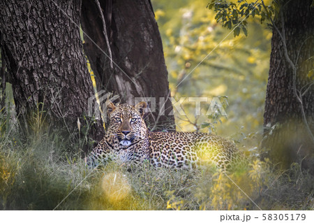 Leopard in Kruger National park, South Africa 58305179