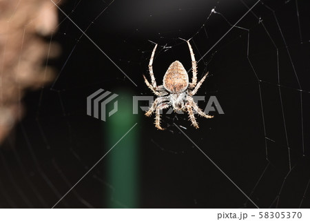 鬼蜘蛛 鬼蜘蛛 58305370