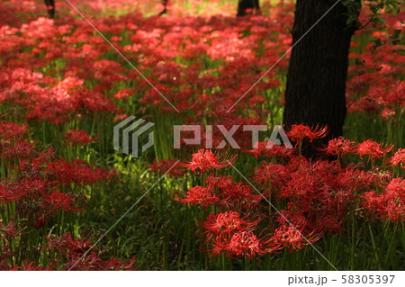 彼岸花 58305397