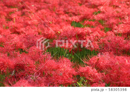 彼岸花 -赤い絨毯- 58305398