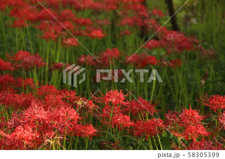 彼岸花 彼岸花 58305399