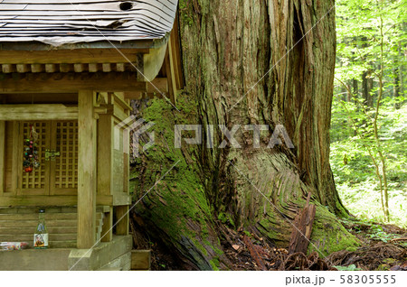 法内の八本杉　秋田県 58305555